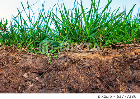 Topsoil with grass Topsoil with grass 62777236