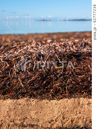 Beach soil covered by washed on algae Beach soil covered by washed on algae 62777238
