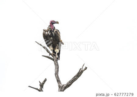 Lappet faced Vulture in Kruger National park, 62777279