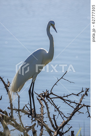 Western great egret in Kruger National park, South Africa Western great egret in Kruger National park, South Africa 62777305