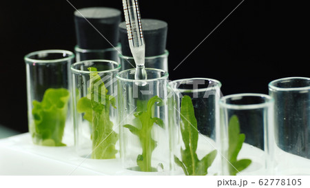 Macroshooting of test tubes with plants, they add the drug. Genetic modifications concept Macroshooting of test tubes with plants, they add the drug. Genetic modifications concept 62778105