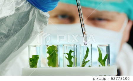 Scientist conducts research with plants in lab Scientist conducts research with plants in lab 62778106