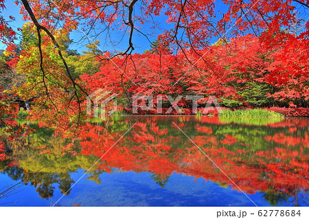 【長野県】雲場池の紅葉（軽井沢） 62778684