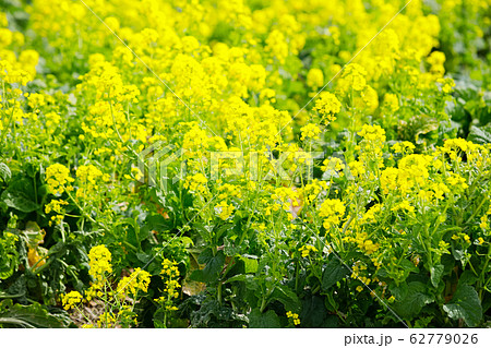 菜の花 62779026