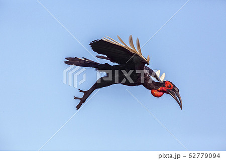 Ground hornbill in Kruger National park, South Africa 62779094