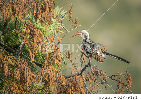 Southern Red billed Hornbill in Kruger National Southern Red billed Hornbill in Kruger National 62779121