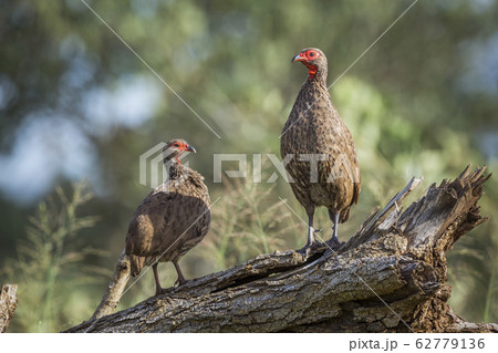Swainson Spurfowl in Kruger National park, South Swainson Spurfowl in Kruger National park, South 62779136
