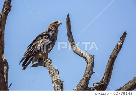Wahlberg Eagle in Kruger National park, South Wahlberg Eagle in Kruger National park, South 62779142