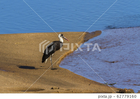 Woolly necked stork in Kruger National park, South 62779160