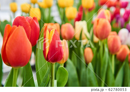 growing vibrant yellow and red tulips close-up 62780053