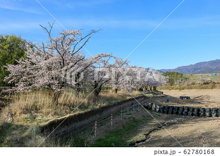 ■ 矢木羽湖 ■ 桜満開 ■ 水抜 ■ 山梨県 甲斐市 ■ 矢木羽湖 ■ 桜満開 ■ 水抜 ■ 山梨県 甲斐市 62780168