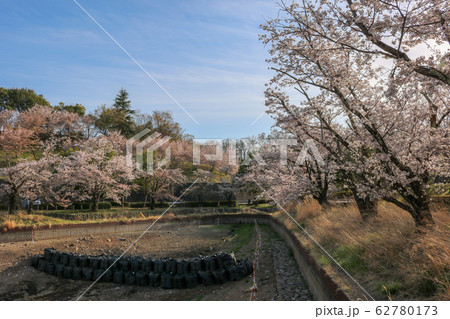■ 矢木羽湖 ■ 桜満開 ■ 水抜 ■ 山梨県 甲斐市 62780173