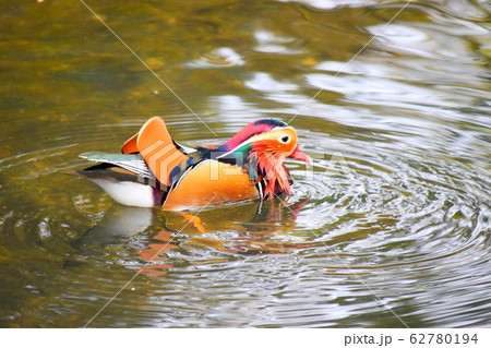 オシドリ オシドリ 62780194