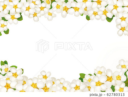 白い花 背景のイラスト素材