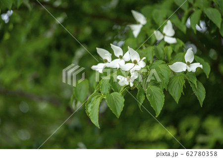 ヤマボウシ 62780358