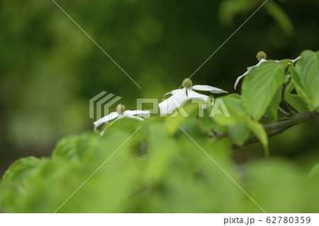 ヤマボウシ ヤマボウシ 62780359