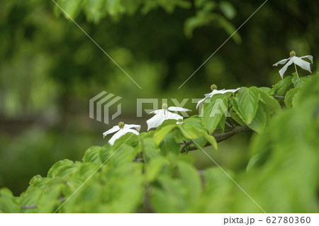 ヤマボウシ ヤマボウシ 62780360