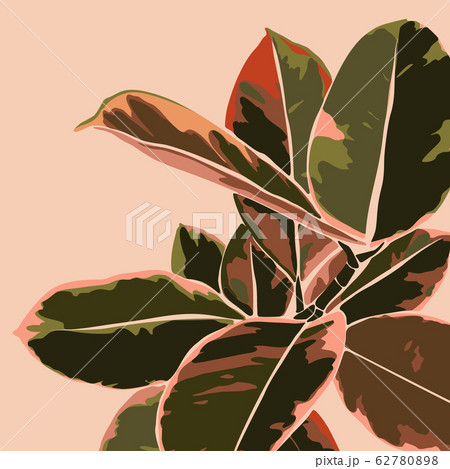 Tropical ficus leaves in a minimalist trendy style. Silhouette of a plant in a contemporary simple Tropical ficus leaves in a minimalist trendy style. Silhouette of a plant in a contemporary simple 62780898