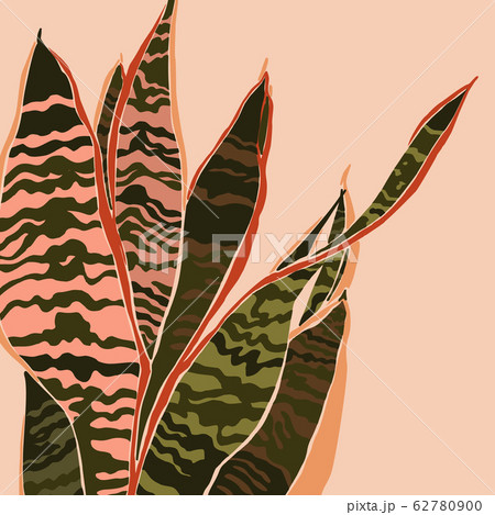 Sansevieria plant in a minimalist trendy style. Silhouette of a plant in a contemporary abstract Sansevieria plant in a minimalist trendy style. Silhouette of a plant in a contemporary abstract 62780900