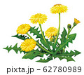 たんぽぽ 62780989