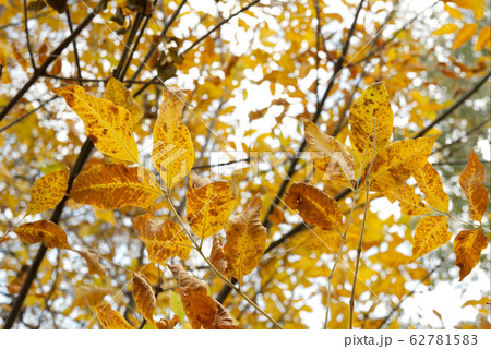 Autumn Autumn 62781583