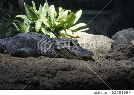 ヨウスコウワニ横向き ヨウスコウワニ横向き 62781997