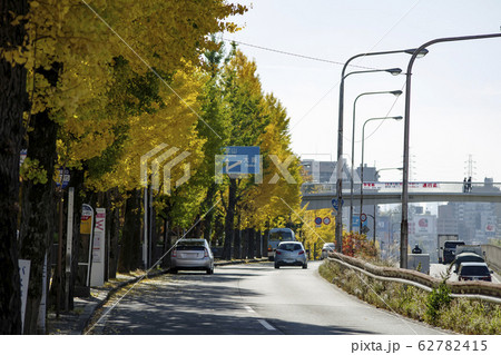 大阪府吹田市桃山台 新御堂筋の銀杏並木の写真素材