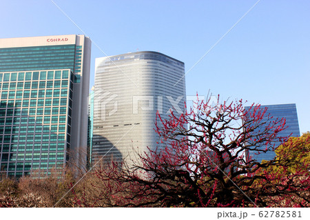 開花した浜離宮の梅と都会のビル（5） 62782581