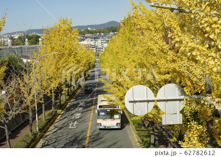 阪急バスと銀杏並木 62782612