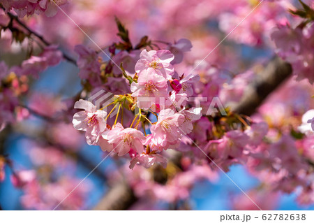 満開の河津桜　福岡県 62782638