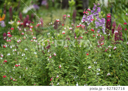 チェリーセージ 62782718