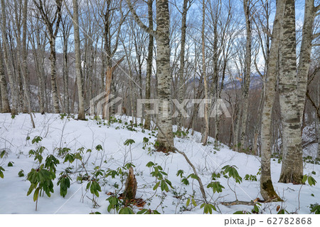 早春のブナの森－癒しの森　福島県只見町 62782868