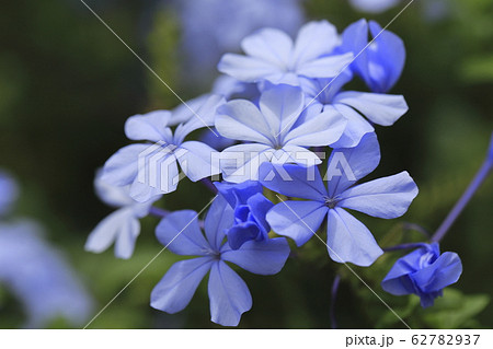 ルリマツリ(アオマツリ) ルリマツリ(アオマツリ) 62782937