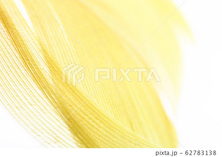 Color Feather, macro detail of each thin line Color Feather, macro detail of each thin line 62783138