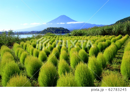 富士山　河口湖　大石公園　夏　コキア 62783245