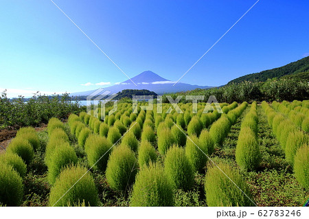 富士山 河口湖 大石公園 夏 コキア 富士山 河口湖 大石公園 夏 コキア 62783246