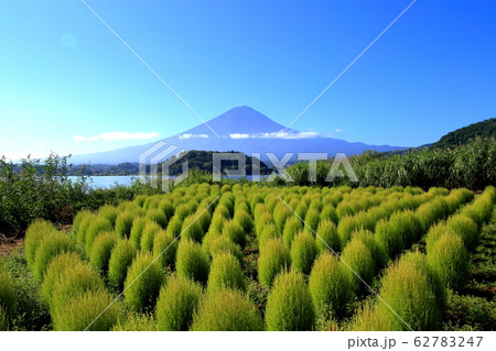 富士山 河口湖 大石公園 夏 コキア 富士山 河口湖 大石公園 夏 コキア 62783247