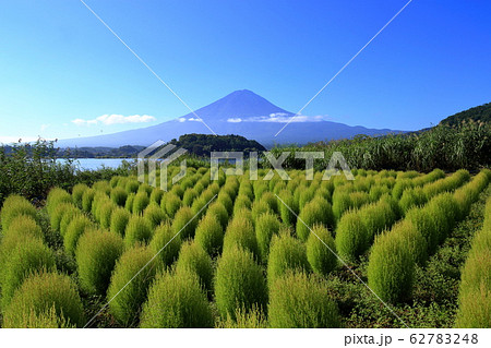 富士山　河口湖　大石公園　夏　コキア 62783248