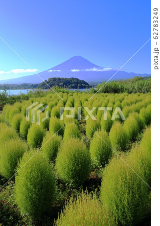 富士山 河口湖 大石公園 夏 コキア 富士山 河口湖 大石公園 夏 コキア 62783249