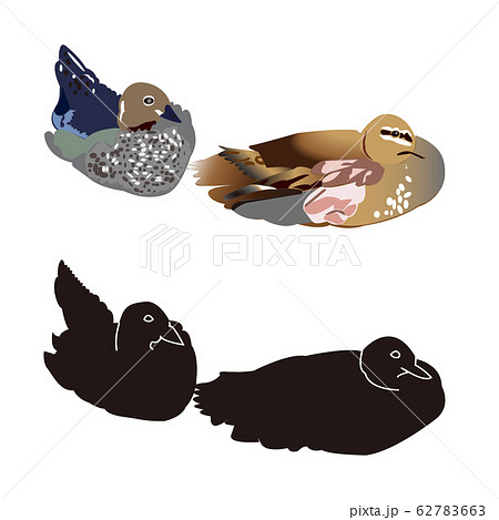 カモの夫婦 カモの夫婦 62783663