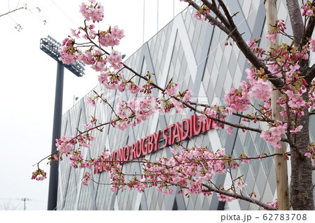 花園ラグビー場に咲く、カワズザクラ（河津桜） 62783708