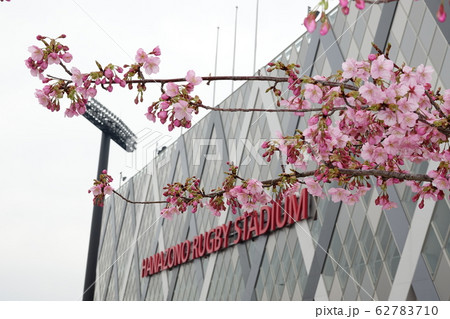 花園ラグビー場に咲く、カワズザクラ（河津桜） 62783710