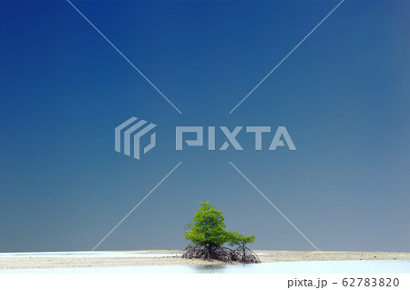 A Little Mangrove Tree on Empty sand area, forest 62783820