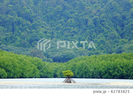 A Little Mangrove Tree on Empty sand area, forest 62783825