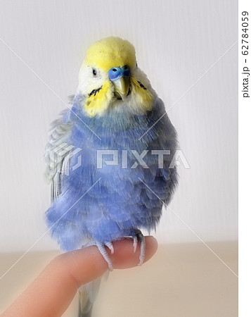 5歳のセキセイインコ るる！の写真素材 [62784059] - PIXTA