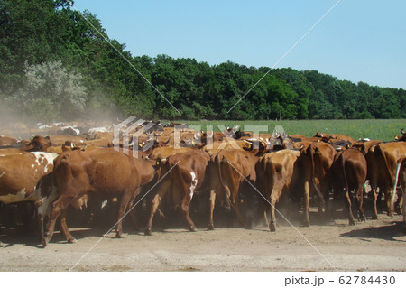 Cow hooves dust. Farming. Agriculture. 62784430