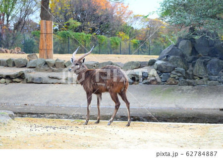 シタツンガ 62784887