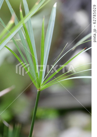 植物写真 パピルス 古代エジプトの筆記媒体 植物写真 パピルス 古代エジプトの筆記媒体 62785029