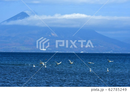 猪苗代の白鳥 62785249