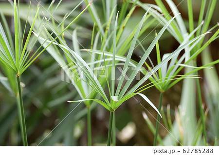 植物写真　パピルス　古代エジプトの紙　筆記媒体　 62785288